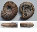 Аммониты Quenstedtoceras praelamberti (?) +Q. lamberti