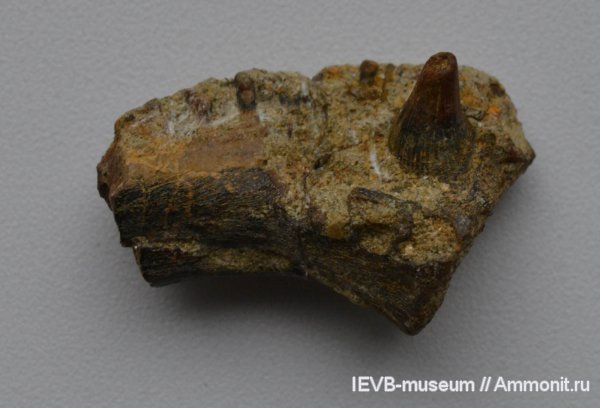 триас, амфибии, кости, челюсти, Parotosuchus, оленёкский ярус, Parotosuchus panteleevi, Triassic