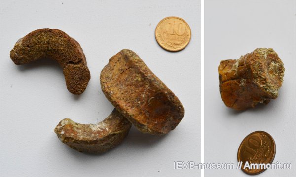 рептилии, триас, амфибии, позвонки, оленёкский ярус, Trematosaurus, Triassic