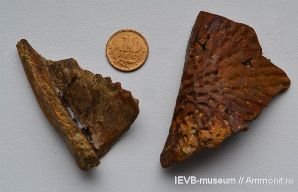 триас, амфибии, кости, Parotosuchus, оленёкский ярус, Triassic