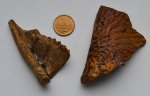 Ангуляр и ключица амфибий ?Parotosuchus sp.