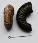 Фрагменты аммонита Vertumniceras sp.