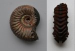 Аммониты Vertumniceras trapezoidalis + V.sp.