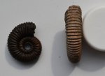 Аммонит Peltoceras sp.