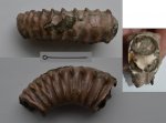 Фрагмент аммонита -2 Peltoceras sp.