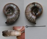 Аммонит Mirosphinctes sp. (?) Аммонит Mirosphinctes sp. (?)