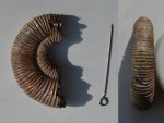 Фрагмент аммонита Peltoceras cf. arduennense