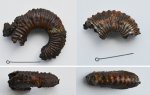 Аммониты Kosmoceras duncani + Kosmoceras sp.