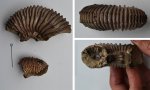 Фрагменты аммонитов Kosmoceras duncani