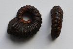 Аммонит Kosmoceras spinosum