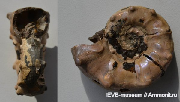 юра, Euaspidoceras, келловей, Aspidoceratidae, Aspidoceratinae, Callovian, Jurassic, Middle Jurassic