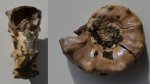 Аммонит Euaspidoceras sp.
