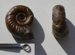 Аммонит Alligaticeras sp. (?)