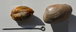 Двустворка Nuculoma sp.