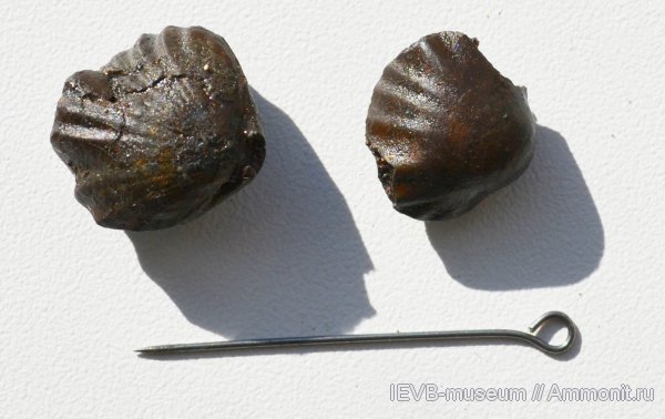 брахиоподы, юра, келловей, Ivanoviella, Rhynchonellida, Callovian, Jurassic, Middle Jurassic