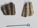 Фрагменты двустворок Radulopecten sp.