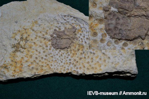 девон, рыбы, Devonian, плакодермы, fish