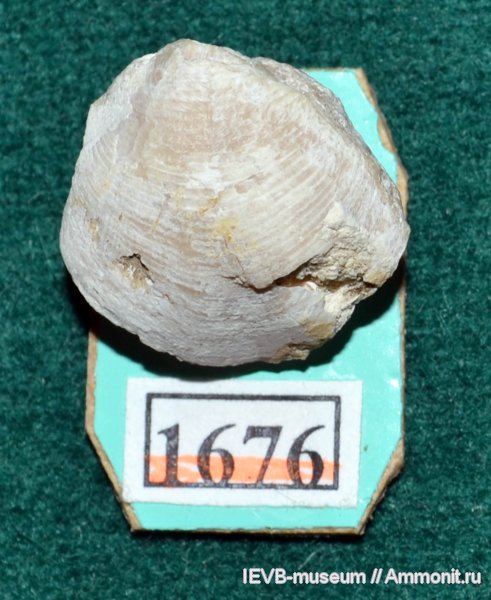 брахиоподы, девон, Devonian, Athyridida, фамен