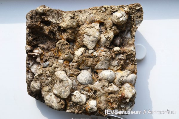 брахиоподы, пермь, казанский, дно, Permian