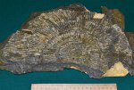 Аммонит "Pseudovirgatites" tenuicostatum