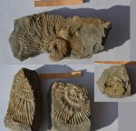 Аммонит Aulacostephanus volgensis
