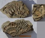 Аммонит Aulacostephanus ?kirghisensis