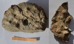Аммонит Aspidoceras cf. catalaunicum