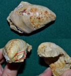 Двустворка Inoceramus lamarcki