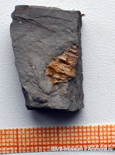 гастроподы, юра, кимеридж, Dicroloma, Dicroloma cohleata, Aporrhaidae, Kimmeridgian, Jurassic, Upper Jurassic