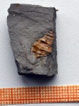 Гастропода Dicroloma cohleata