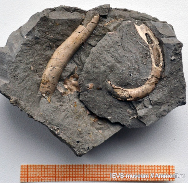 юра, черви, кимеридж, полихеты, Nogrobs, Tetraserpula, Kimmeridgian, Jurassic, Upper Jurassic