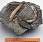 полихета ? Nogrobs (Tetraserpula) sp.