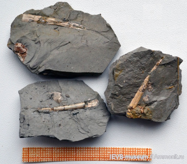 моллюски, юра, скафоподы, лопатоногие моллюски, кимеридж, Laevidentalium, Kimmeridgian, Jurassic, Upper Jurassic