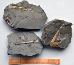 Лопатоногий моллюск Laevidentalium sp.