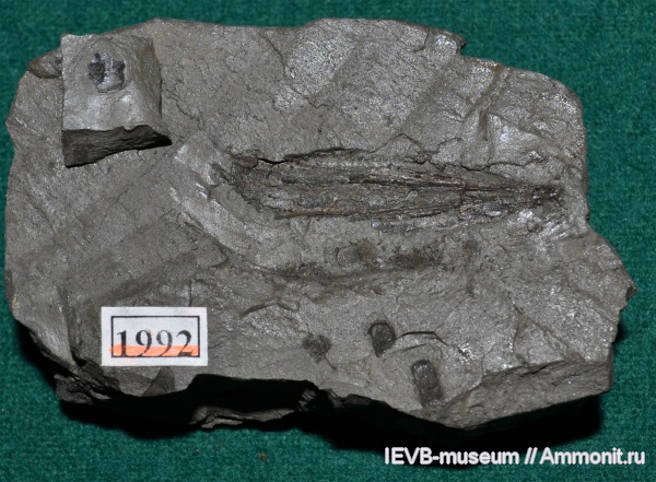 мел, Флора, альб, высшие растения, Albian, Cretaceous