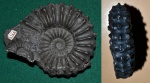 Аммонит Eubranoceras sp.