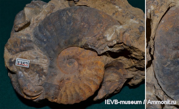 аммониты, мел, альб, Ammonites, Semenovites, Semenovites mangyshlakensis, Albian, Cretaceous