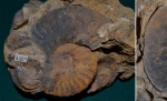 Аммонит Semenovites mangyshlakensis