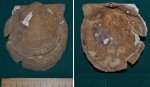 Двустворка Camptonectes cf. imperialis