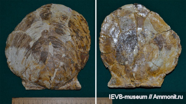 мел, двустворчатые моллюски, апт, Camptonectes, Pecten, Pecten crassitesta, Camptonectes crassitesta, Aptian, Cretaceous