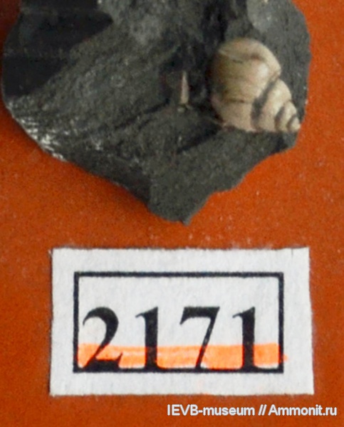 гастроподы, мел, Oonia, баррем, Barremian, Cretaceous