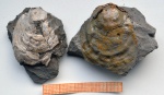 Двустворка Liostrea plastica