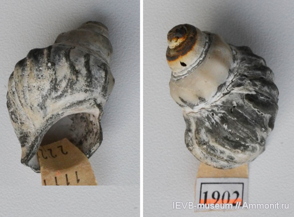гастроподы, мел, готерив, buccinum, buccinum incertum, Hauterivian, Cretaceous