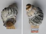Гастропода Buccinum incertum
