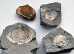 Двустворка Nuculoma sp.
