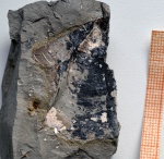 Двустворка Inoceramus sp. Двустворка Inoceramus sp.