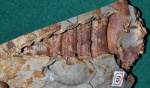 Гастропода Turritella ?kamyshinensis
