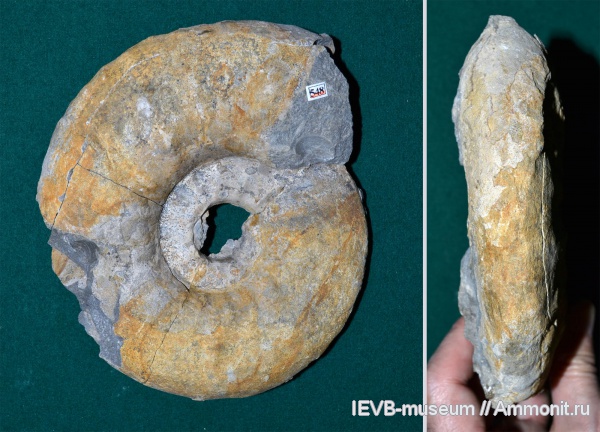 аммониты, юра, Kachpurites, волжский ярус, Kachpurites fulgens, титон, Ammonites, Tithonian, Volgian, Jurassic