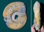 Аммонит Kachpurites fulgens