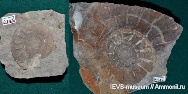 аммониты, юра, Kachpurites, волжский ярус, титон, Ammonites, Kachpurites ornatum, Tithonian, Volgian, Jurassic